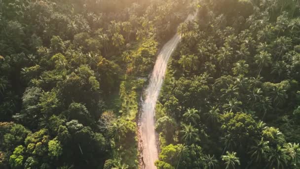 Tropische Dschungelstraße bei Sonnenuntergang, Blick von oben nach unten. Luftwald mit Palmen in warmem, sanftem Licht. — Stockvideo