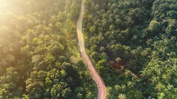 Aerial kaareva polku auringonlaskun metsässä. Trooppinen viidakkotie, ylhäältä alas. Vihreitä palmuja. Luonto — kuvapankkivideo