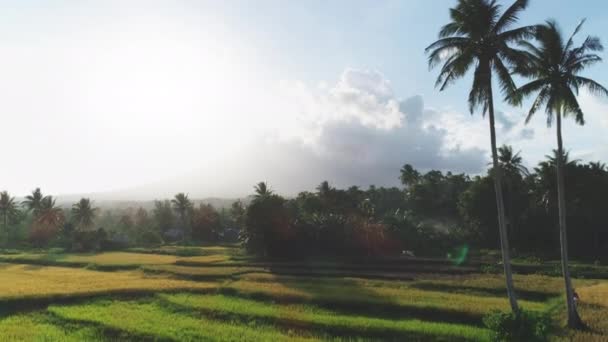 Сельское хозяйство воздушной Азии. Рисовая ферма, зеленые плантации — стоковое видео