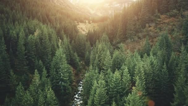 Повітряний гірський сосновий ліс на заході сонця — стокове відео
