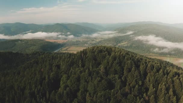 Aerial zielony las iglasty górski krajobraz pasma. Wzgórza sosnowe z poranną mgłą — Wideo stockowe