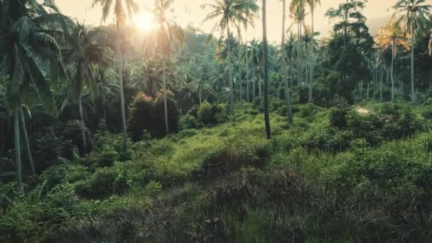 Palmeras aéreas y hierba verde en la selva retroiluminada. Excursión extrema de verano por la selva tropical de Asia — Vídeo de stock