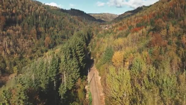 Autumn colorful forest road in Carpathian mountains. Pine, cemara, kayu konifer. Jejak pedesaan — Stok Video