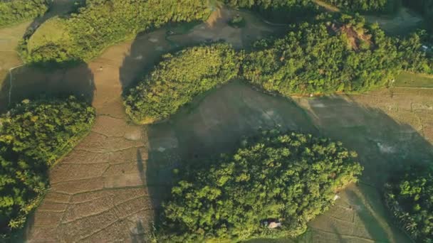Авіаційна панорама Шоколаду Хіллз. Зелені поля рису і природне формування пагорба при заході сонця — стокове відео