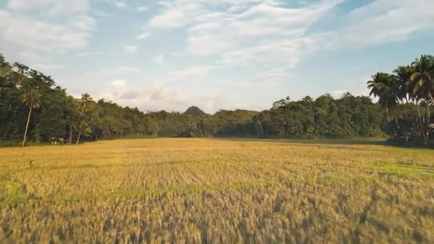 Champ de riz jaune aérien, forêt tropicale de jungle et ciel nuageux bleu. Vol de drone bas — Video