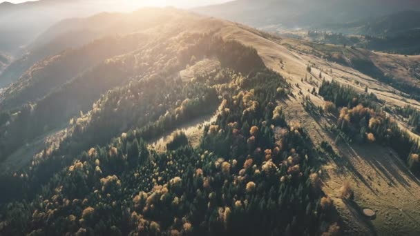 Aerial sunset mountain range. Pine tree forest, spruce, conifer treetops and yellow meadows — Stock Video