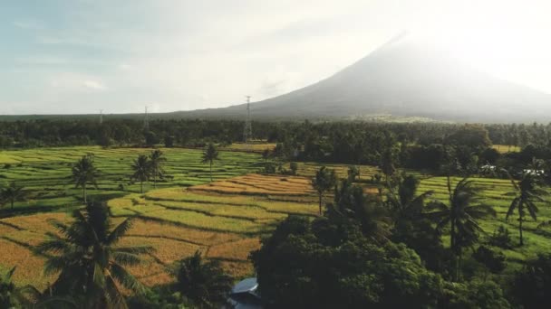Aerial view, green fields and active volcano. Palms and trees summer backlit, plots land wilderness. — Stock Video