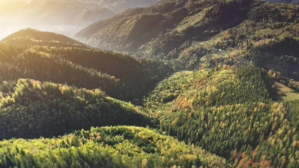 Nascer do sol no pinhal aéreo. Névoa na montanha. Outono ninguém paisagem de natureza. Árvores de abeto — Fotografia de Stock