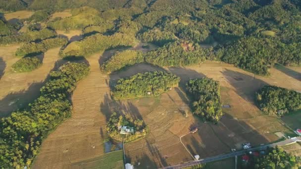 Chocolate Hills aerial panorama. Green rice fields and natural hill formation in sunset light — Stock Video