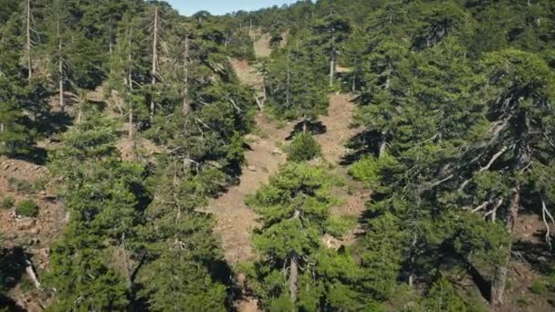 Воздушные горные леса дикая природа ландшафт с зелеными густыми соснами в высокогорье Кипра — стоковое видео