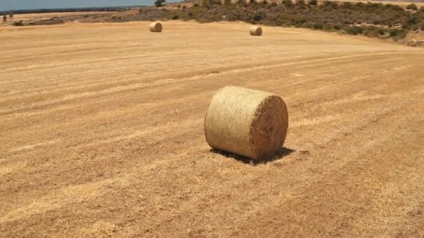 Amarelo fardos feno de trigo redondo no campo de prados após a colheita na fazenda em Chipre campo — Vídeo de Stock