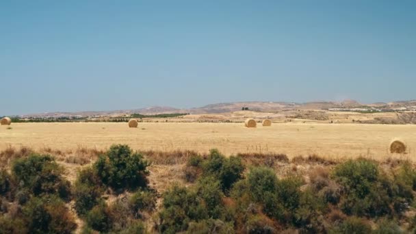Żółte stogi pszenicy stack bele na polach koszenia zbiorów na eko farmie ranczo na wsi na Cyprze — Wideo stockowe
