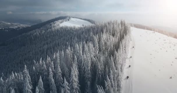 ウクライナのブコヴェルで冬の休日に雪の白い丘の上の人々の観光スキーの空中ビュー — ストック動画