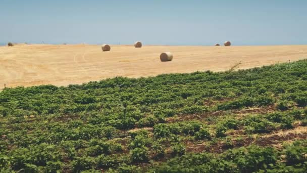 Zoom out giallo falcio balle fieno stack sul prato in fattoria ranch sulla stagione del raccolto — Video Stock