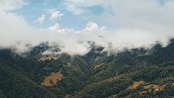Foggy alberi di foresta verde su nelle montagne altopiani orizzonte cielo blu nei Carpazi in Ucraina — Video Stock