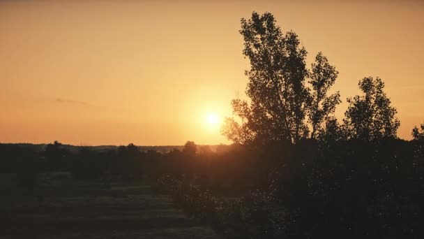 Selvaggio paesaggio naturale orizzonte arancio tramonto nella zona rurale suburbana. Sole giallo sugli alberi della foresta — Video Stock