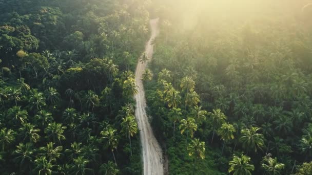 Hutan jalan hijau pohon palem padat hutan kayu di daerah tropis alam liar lanskap — Stok Video