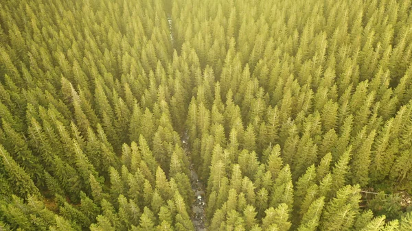 Zelený jehličnatý les na slunci, hora, řeka. Nikdo příroda krajina v letní den — Stock fotografie