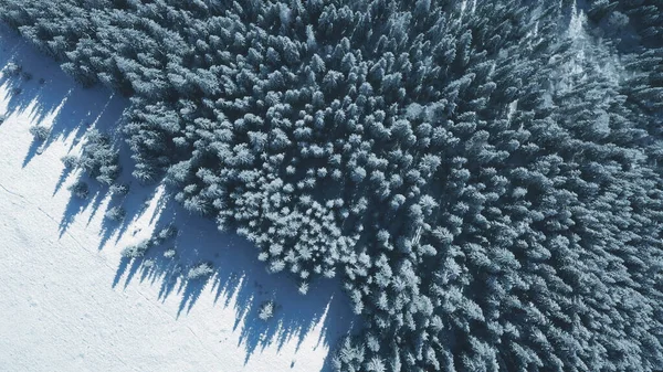 Nahoře v lese sněhové jedle na slunci. Zima není příroda. Smrk, borovice — Stock fotografie