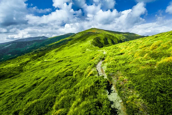 Karpatisch zomer landschap. — Stockfoto