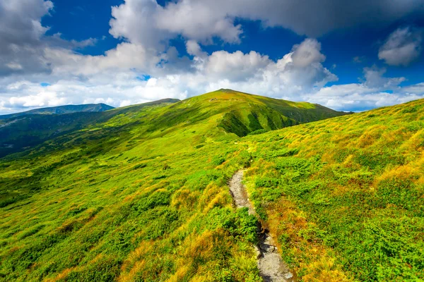 Karpatisch zomer landschap. — Stockfoto