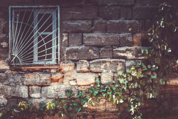 Parede com folhas de uva — Fotografia de Stock