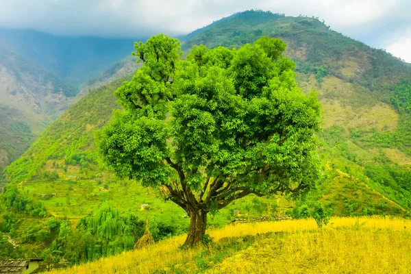 Renkli manzara ağaç — Stok fotoğraf