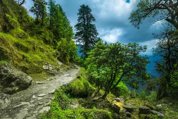 Subtropisk skog i Nepal — Stockfoto