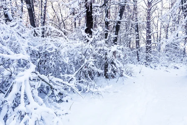 Winter branches — Stock Photo, Image