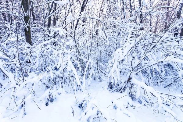 Ramas de invierno — Foto de Stock