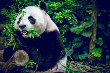 Hungry giant panda clipart