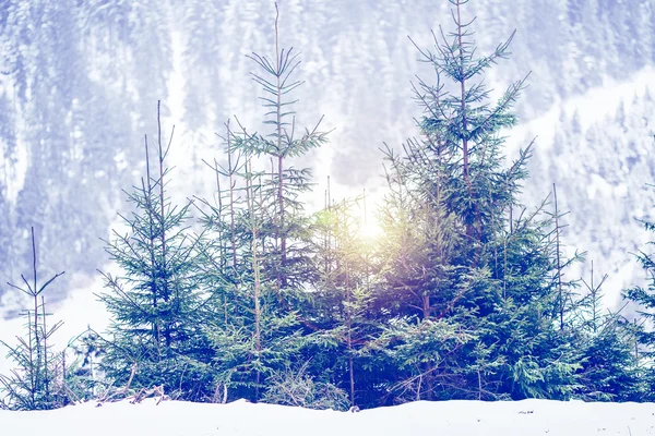 Winter scenery — Stock Photo, Image