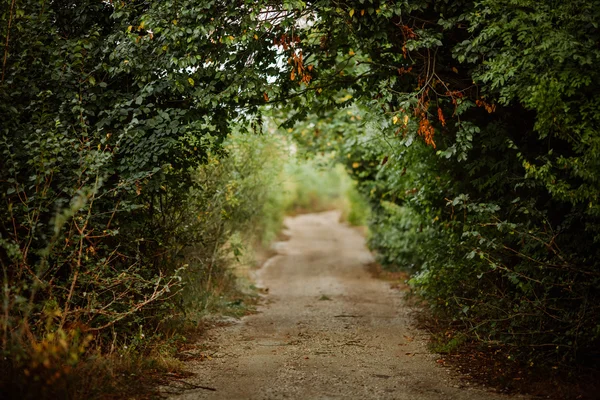 Green alley — Stock Photo, Image