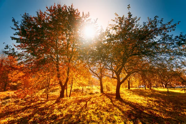 Färgglada Höstlandskap — Stockfoto