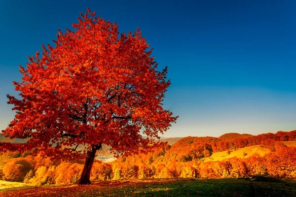 Paesaggio autunnale colorato — Foto Stock