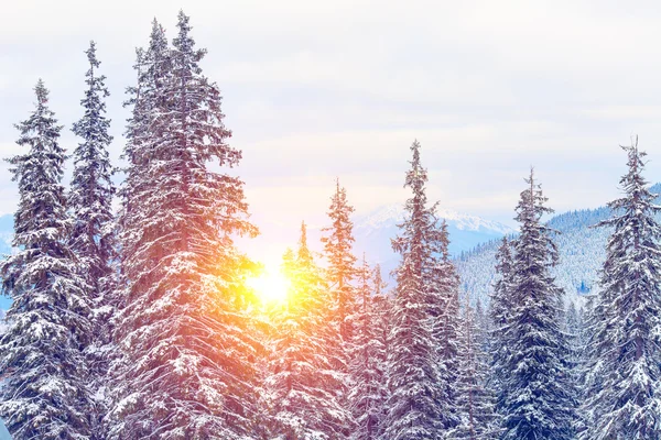 Increíble paisaje de invierno por la noche . —  Fotos de Stock