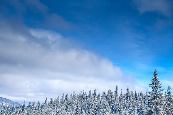 겨울 풍경 — 스톡 사진