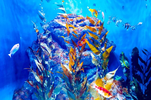 Kleurrijke aquarium — Stockfoto