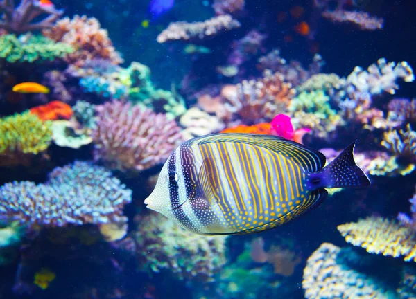 Acquario colorato — Foto Stock