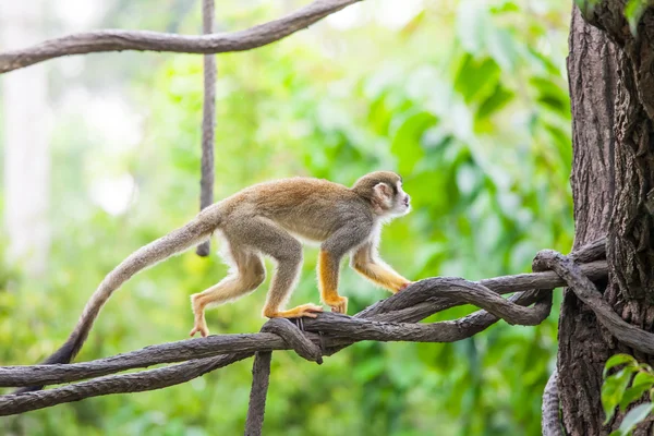 Squirrel monkey — Stock Photo, Image