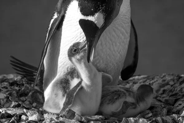 Penguin Family — Stockfoto