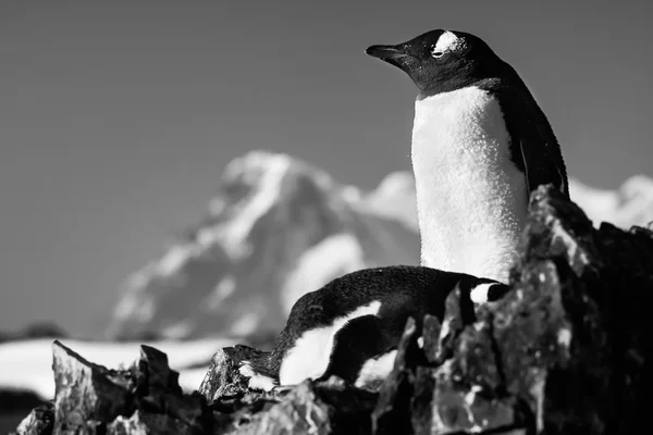 Bir kayanın üzerinde iki penguenler — Stok fotoğraf