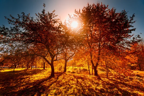Kleurrijke herfst landschap — Stockfoto
