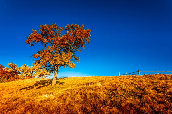 Paisagem de outono colorido — Fotografia de Stock
