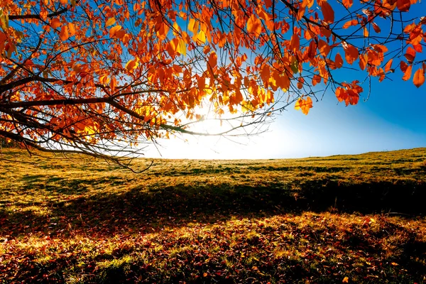 Pemandangan musim gugur yang berwarna — Stok Foto