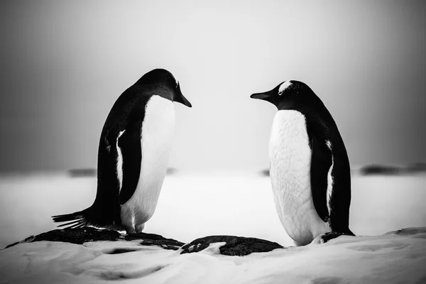 Dois pinguins idênticos descansando — Fotografia de Stock