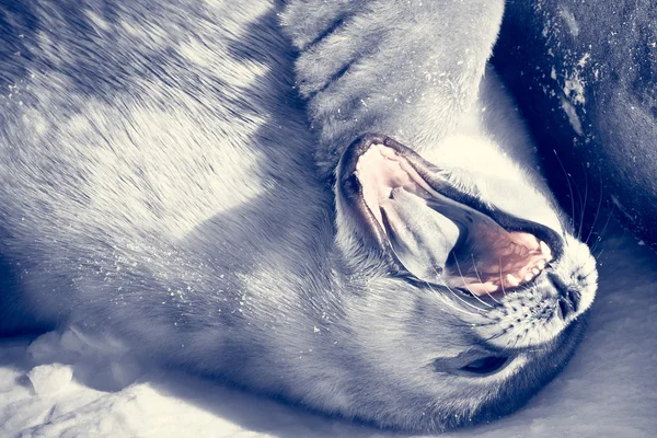 Baby seal — Stock Photo, Image