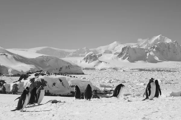 Grand groupe de pingouins — Photo