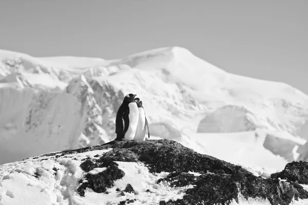 Dois pinguins a sonhar — Fotografia de Stock