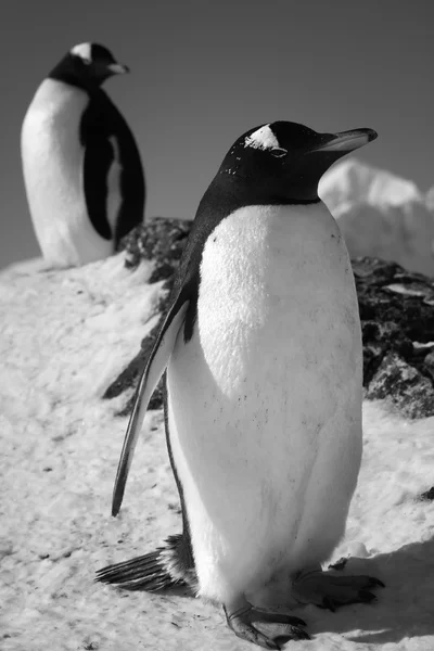 Dois pinguins — Fotografia de Stock